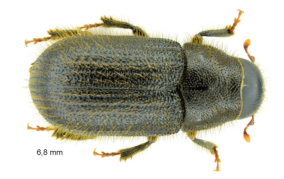 Dendroctonus micans (Kugelann, 1794)